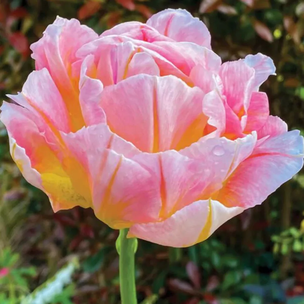 Tulipán Password (rózsaszín)