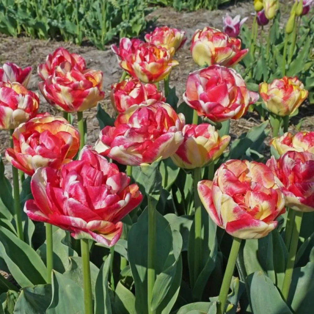 Tulipán Double Blizz (krémszínű)