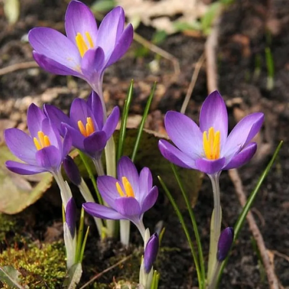 Krókusz tommasinianus Whitewell Purple