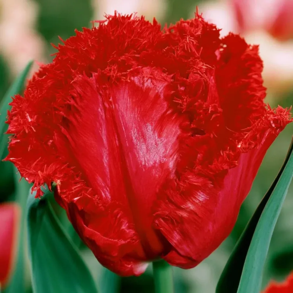 Tulipán Barbados (piros)