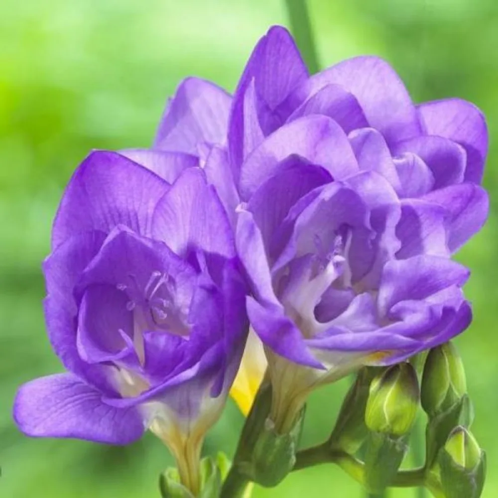 Frézia Double blue (kék fátyol)