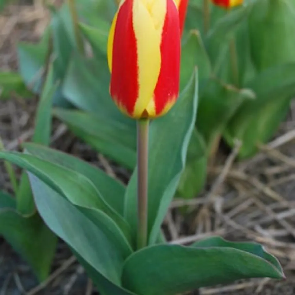 Tulipán Stresa (sárga)