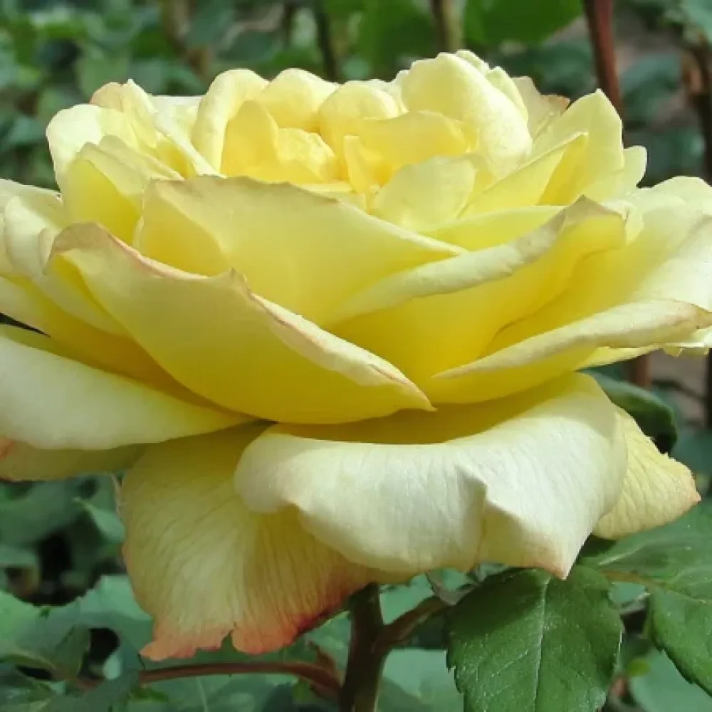 Rózsa Radiant Gold - szabadgyökerű