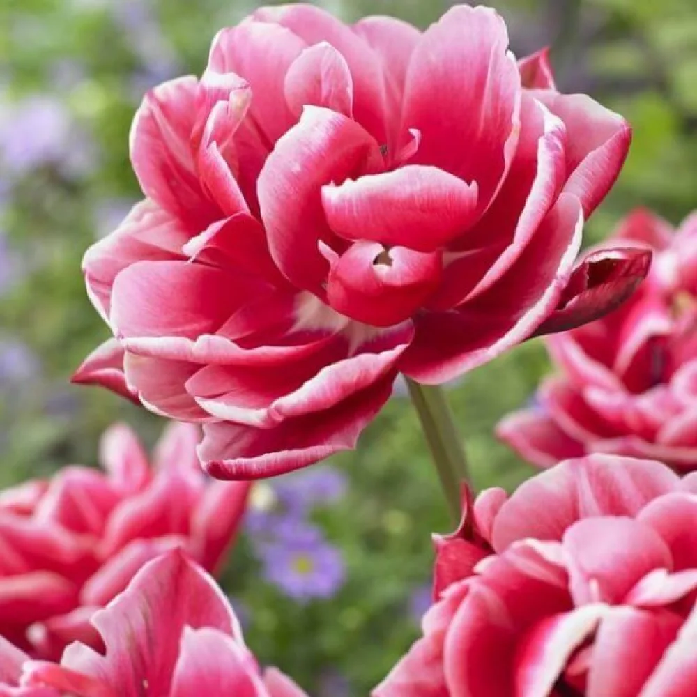 Tulipán Columbus (piros)