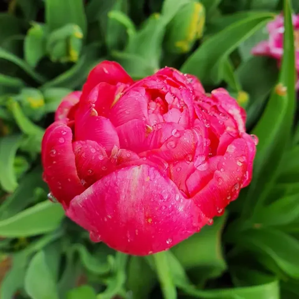 Tulipán Renown Unique (sárga)
