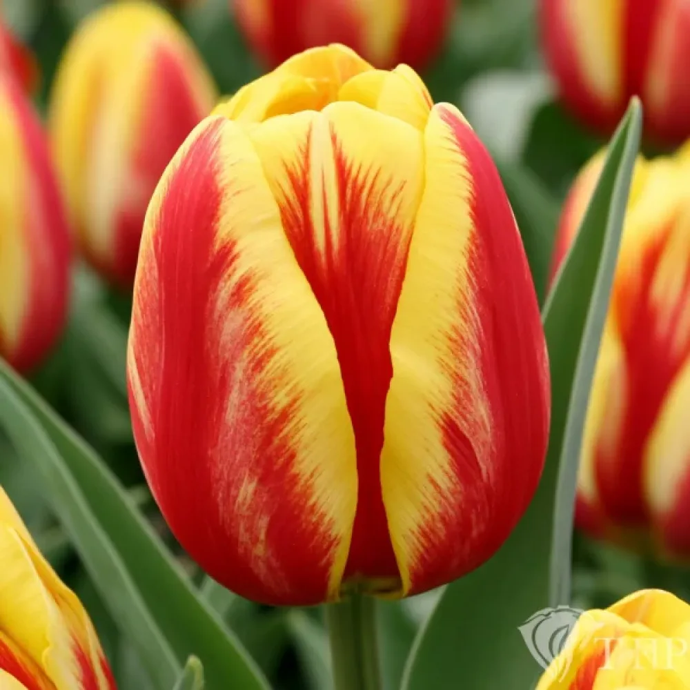 Tulipán Washington (kétszínű)