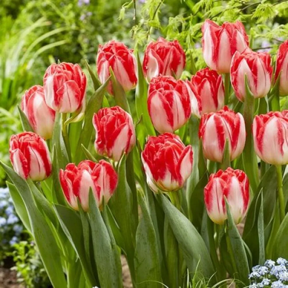 Tulipán Pink Delight