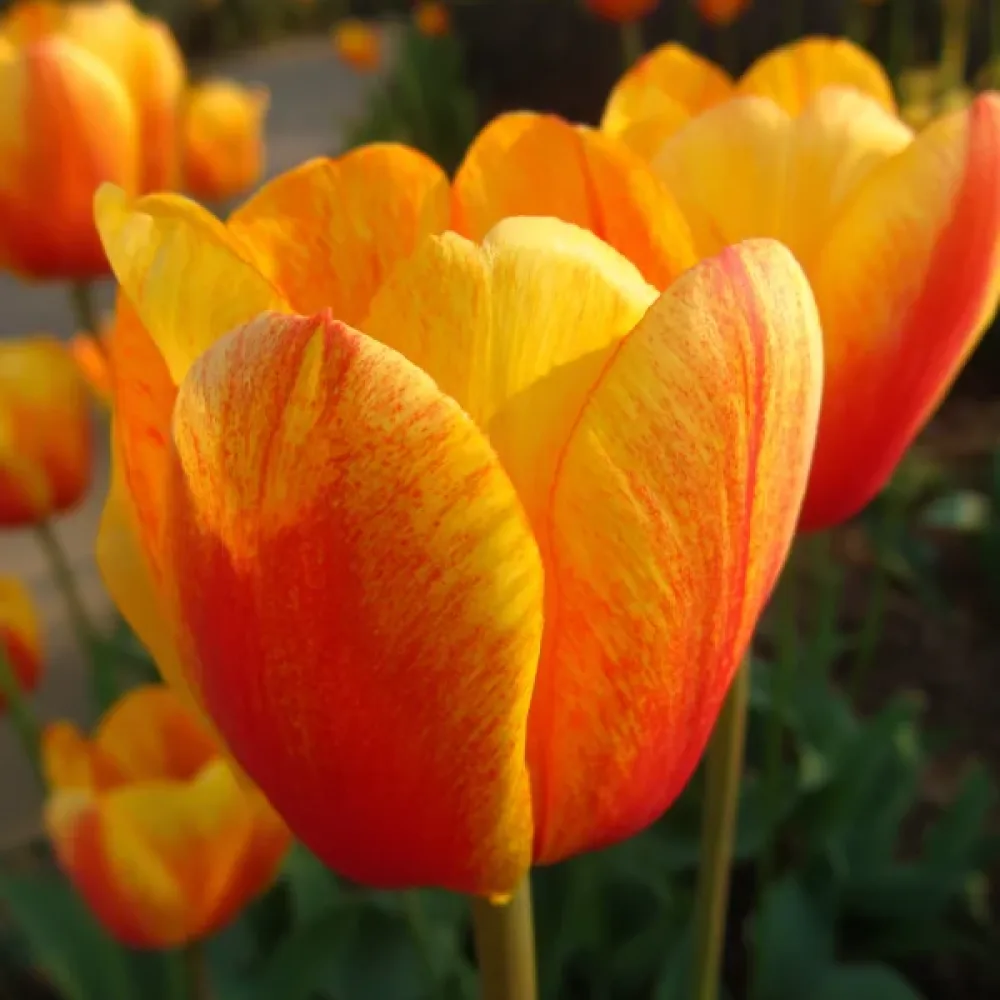 Tulipán Beauty Of Apeldoorn