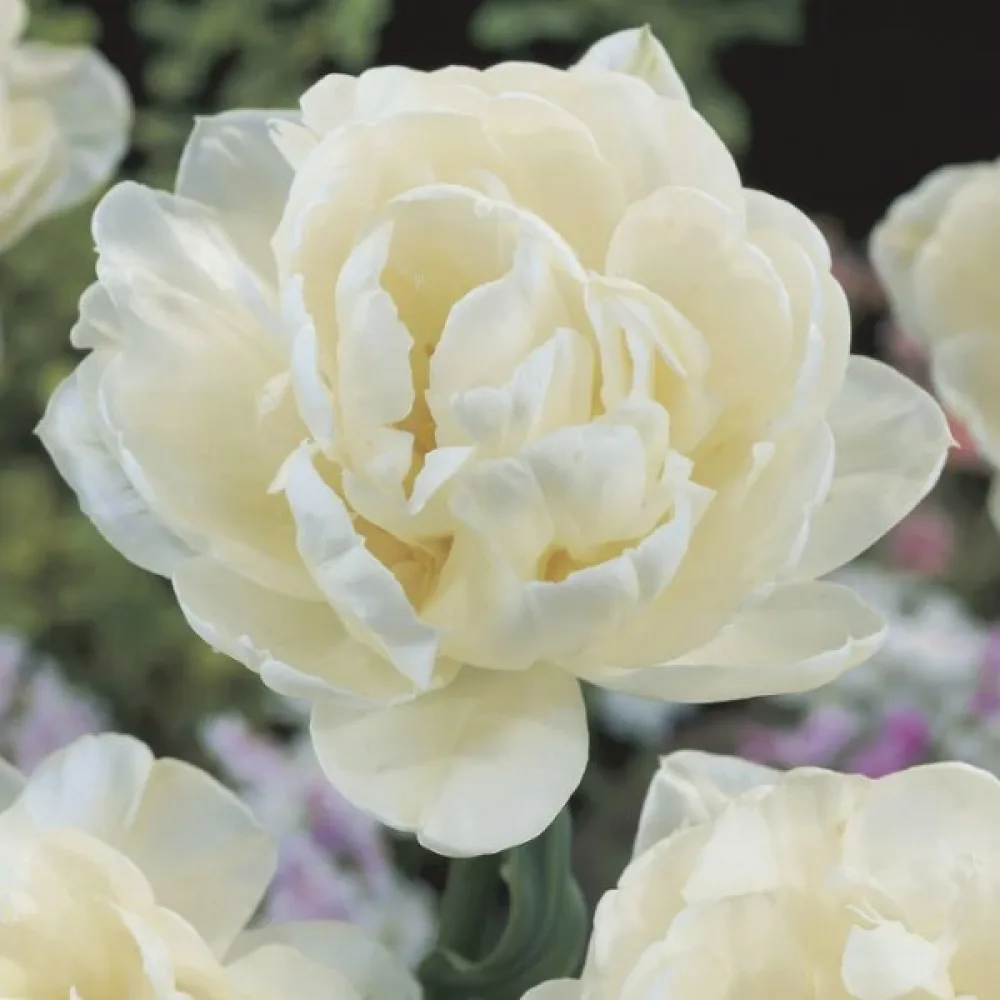 Tulipán Mount Tacoma (fehér)