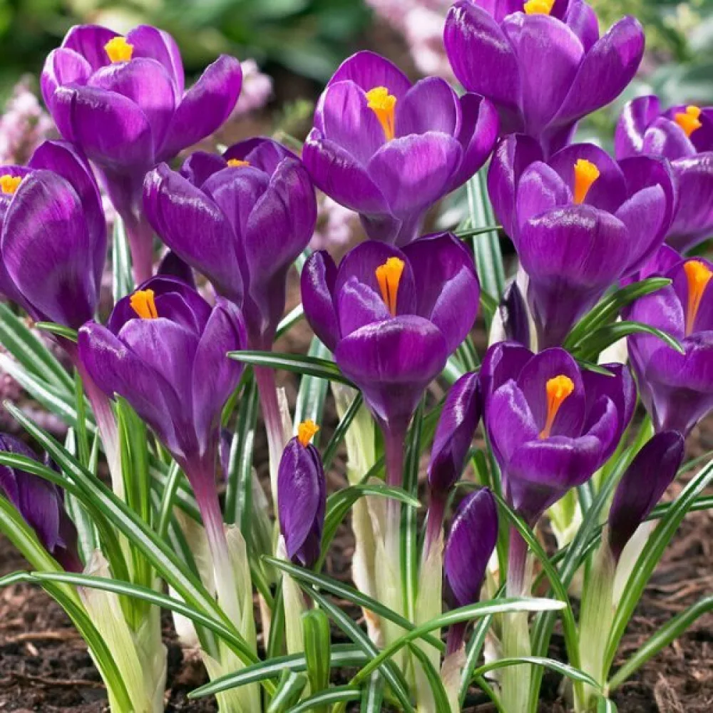 Krókusz Flower Record (lila)