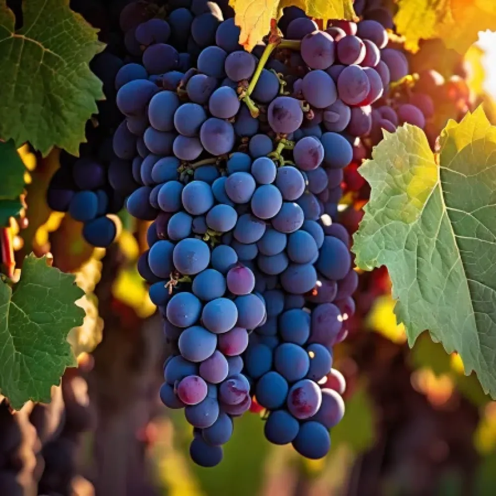 Szőlőoltvány Cabernet Franc, vörösborszőlő - középkései érésű