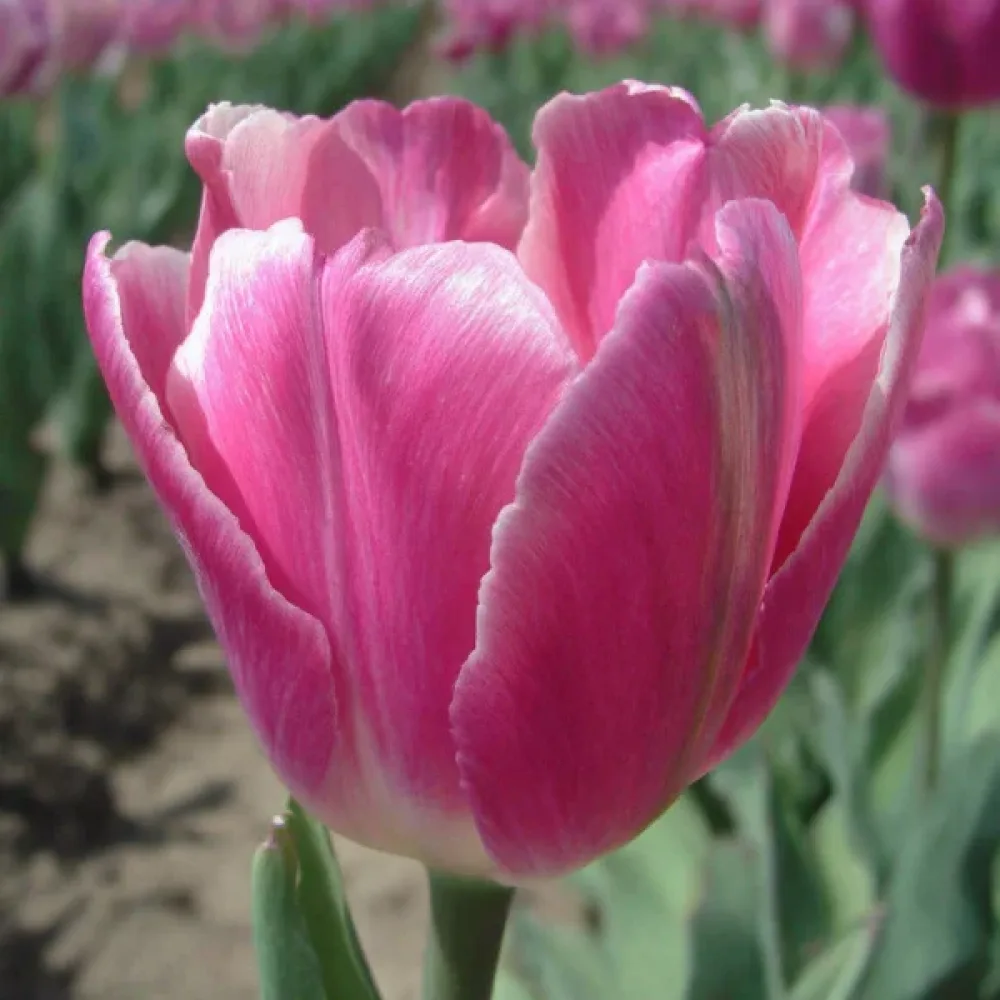 Tulipán Jumbo pink (rózsaszín)