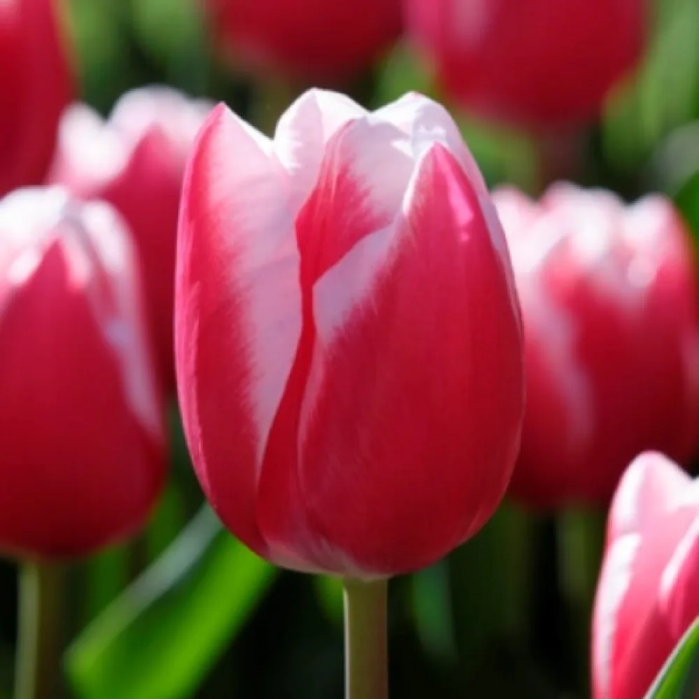 Tulipán Leen Van Der Mark (piros-fehér)