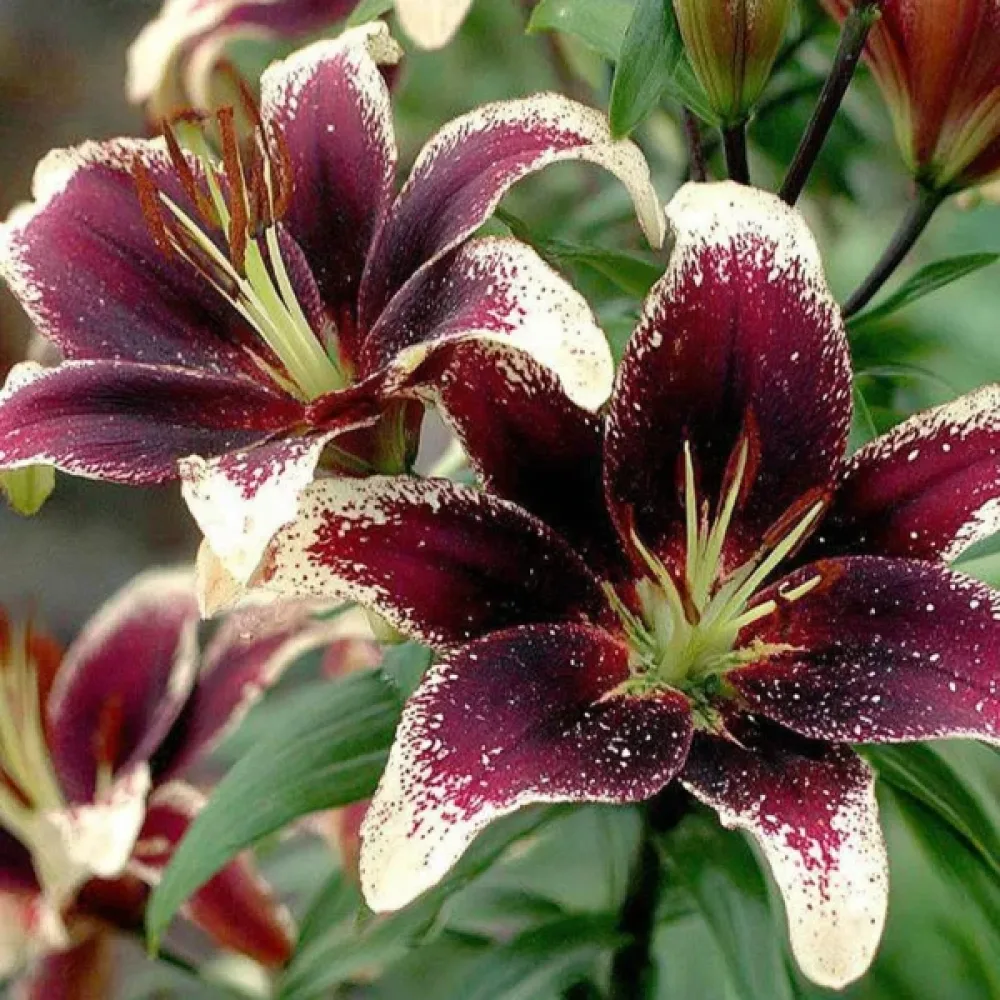 Liliom Nettys Pride (lila)
