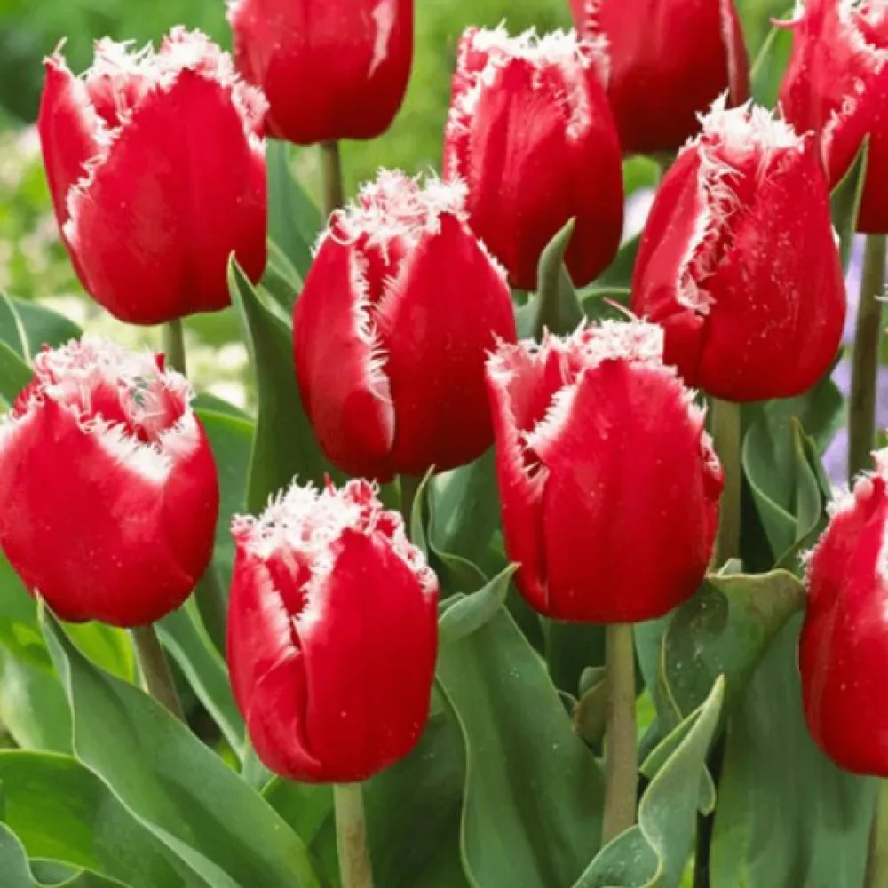 Tulipán NEW SANTA (piros)