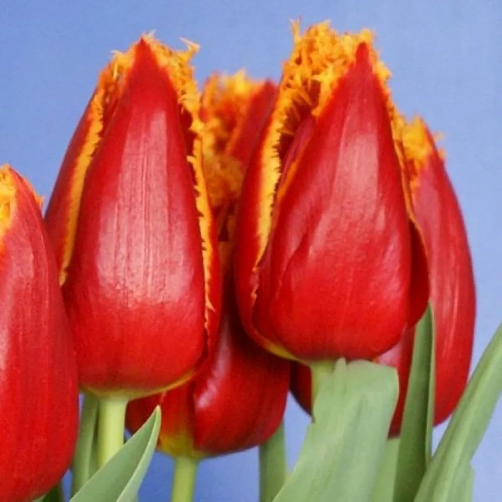 Tulipán Fabio (sárga)