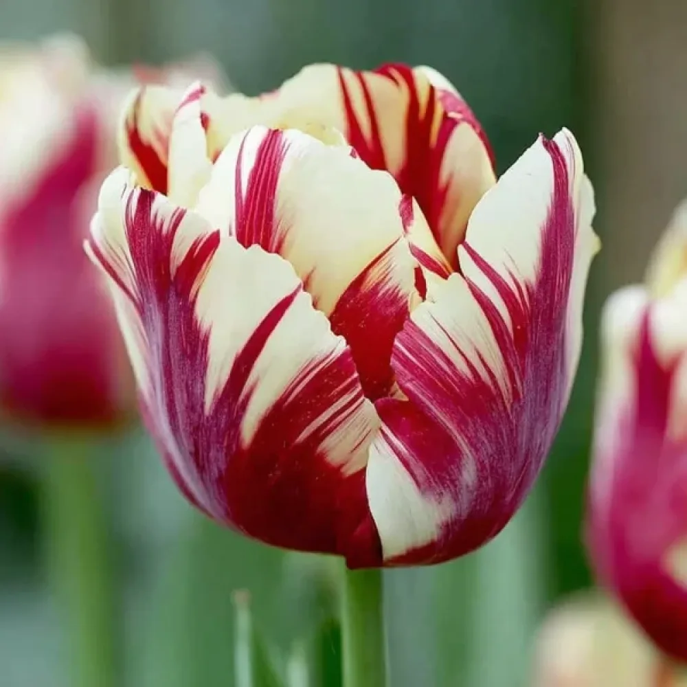Tulipán Grand Perfection (tarka)