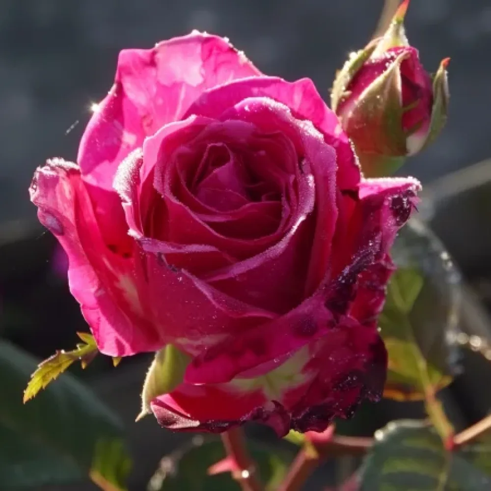 Rózsa Dancing Petal - szabadgyökerű