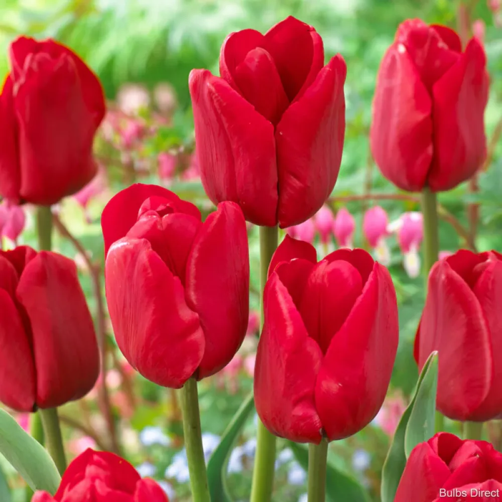 Tulipán Ile de France (zöld)