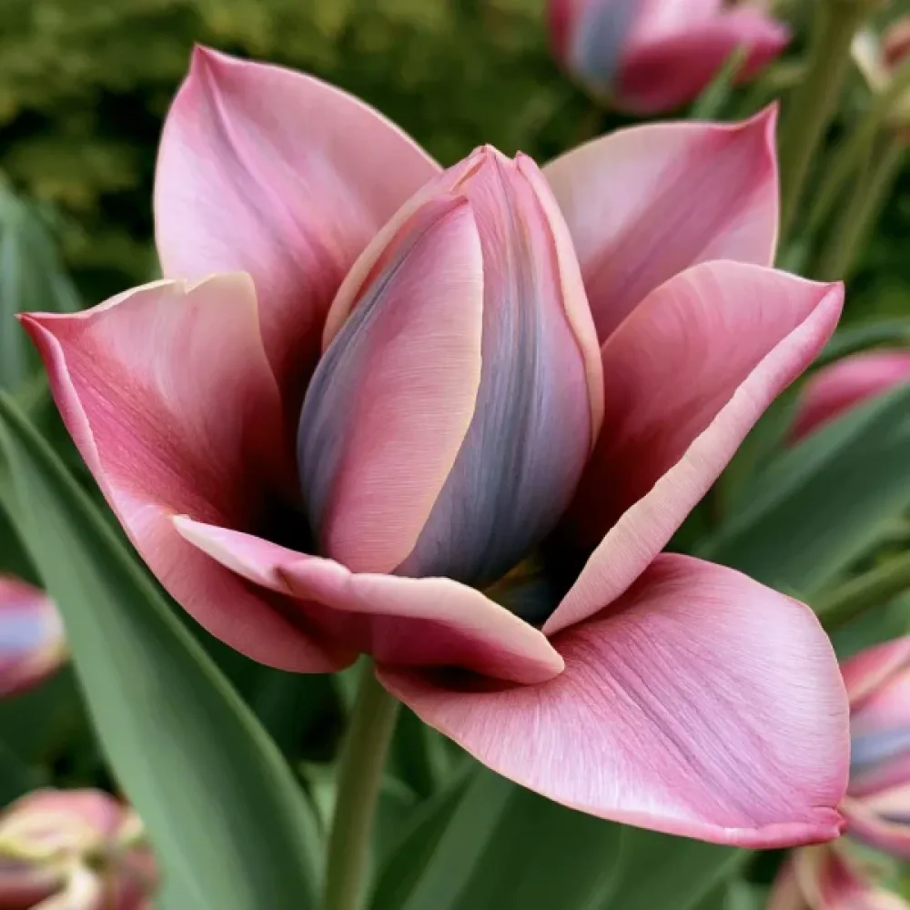Tulipán Danique (rózsaszín)