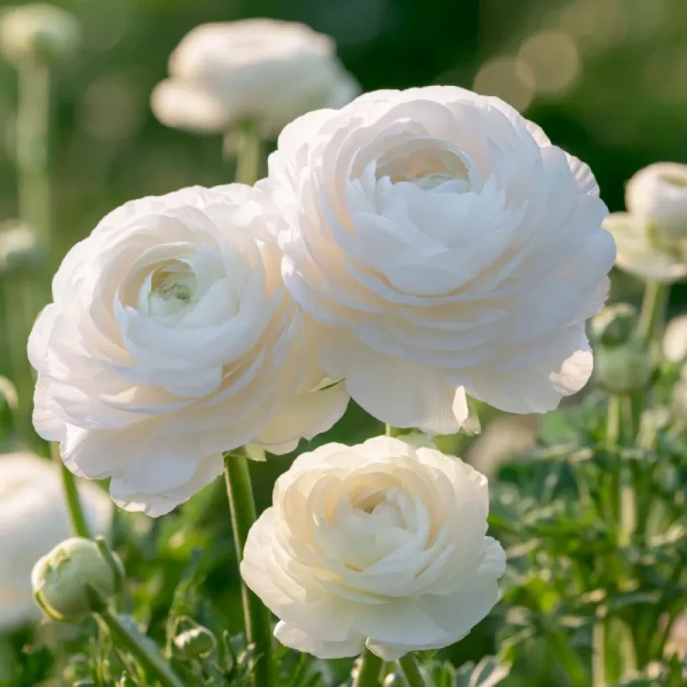 Boglárka White Tomer (fehér)