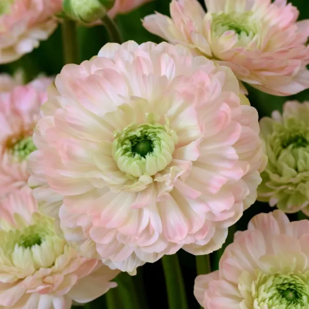 Anemóna Levante Rosa Chiaro Double (rózsaszín)