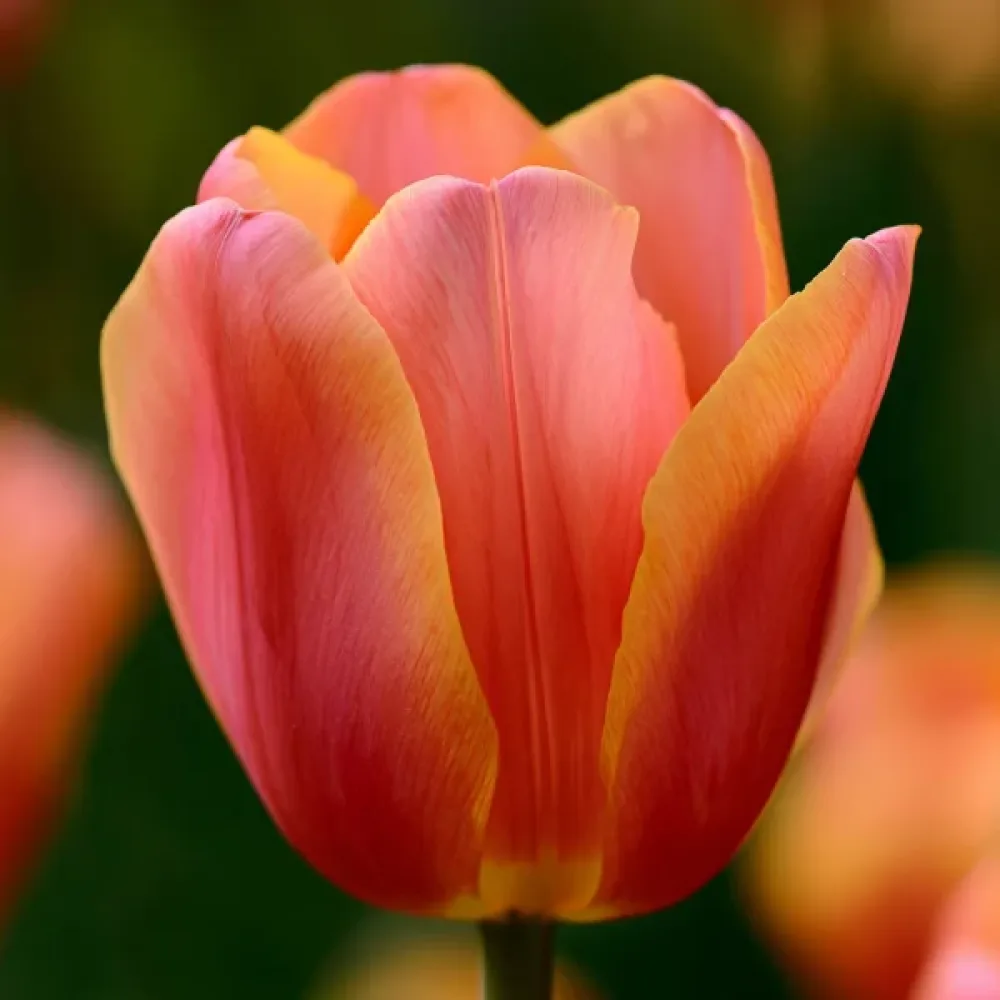 Tulipán Lucca (aranysárga)