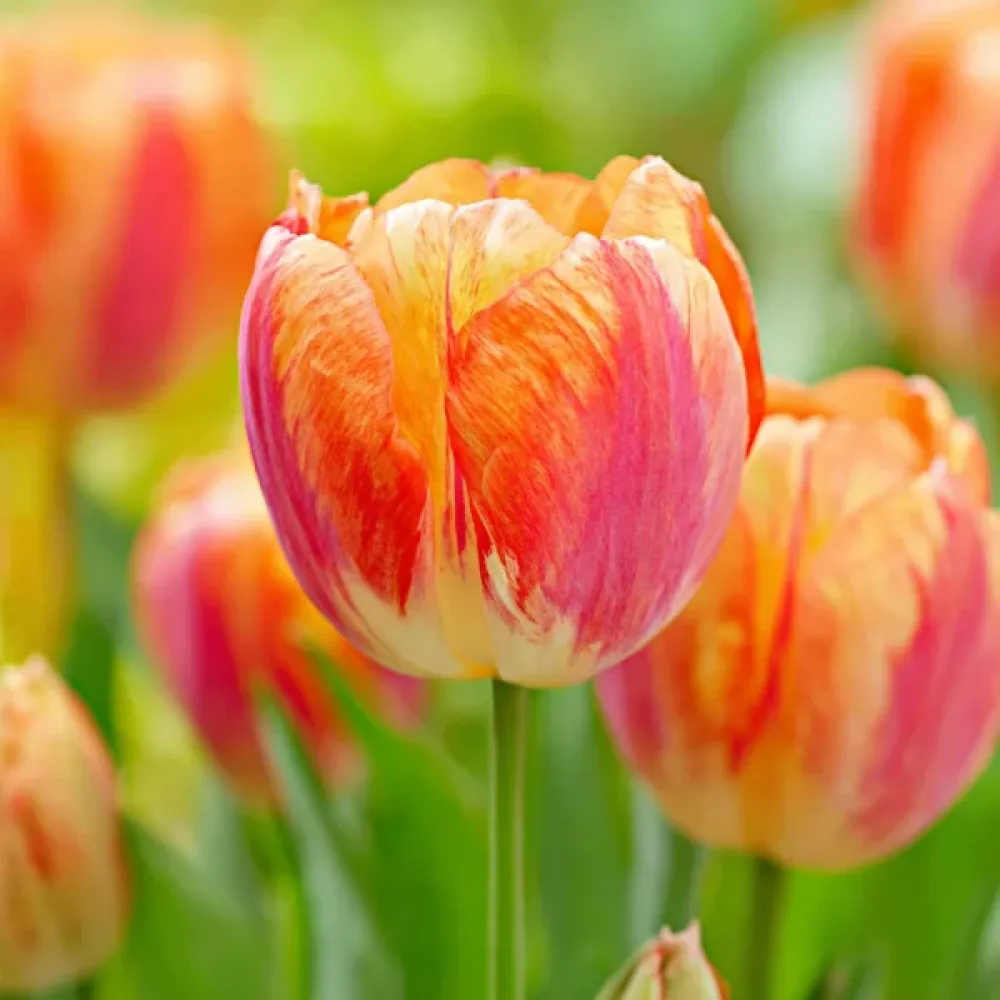 Tulipán Tasmania (narancssárga)