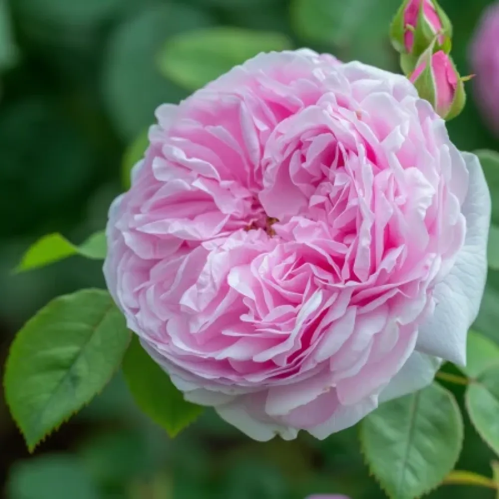 Rózsa Pink Heart - szabadgyökerű