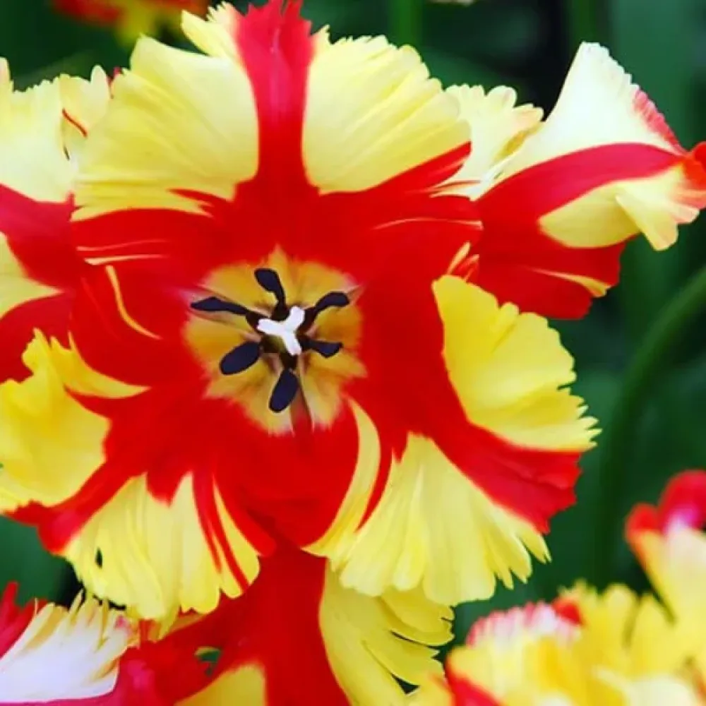 Tulipán Flaming Parrot (lángszínű)