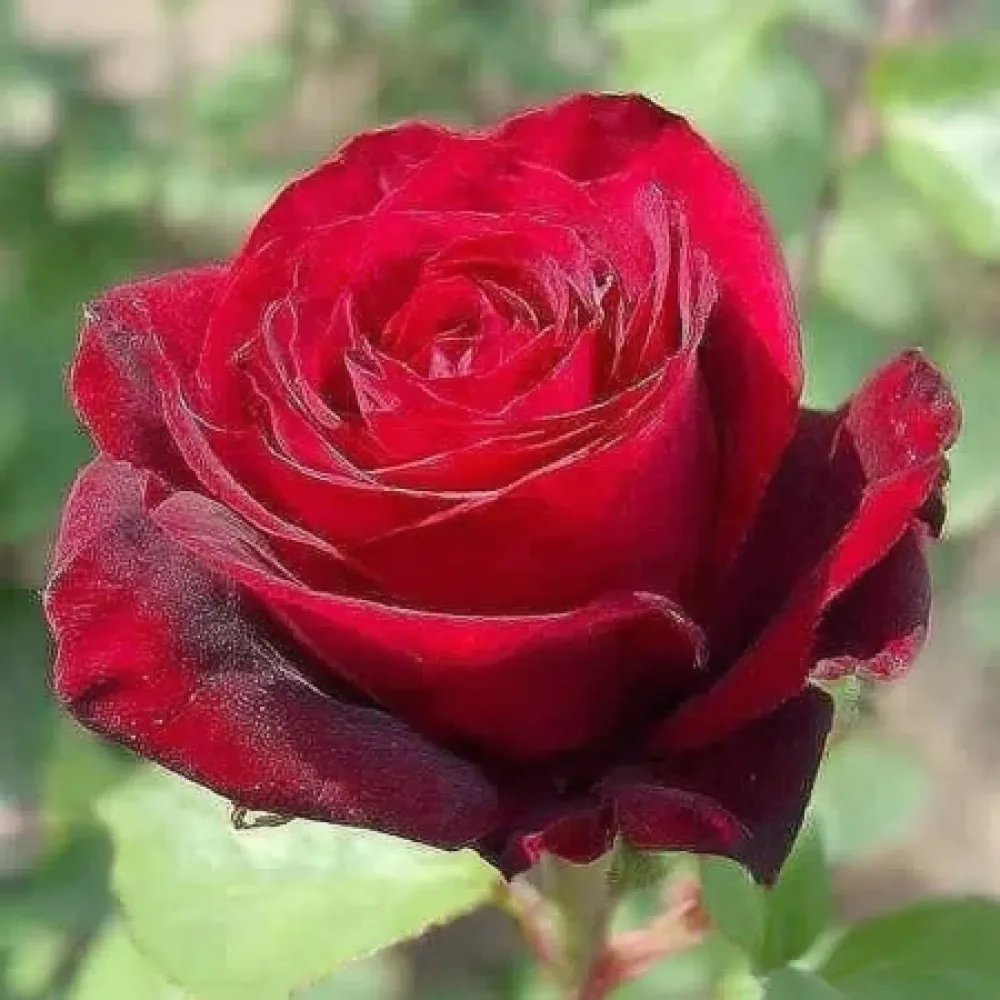 Rózsa Ruby Eternity Rose - szabadgyökerű
