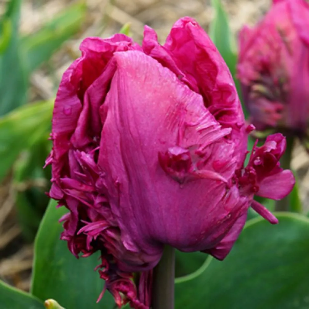 Tulipán Parrot prince (piros papagáj)