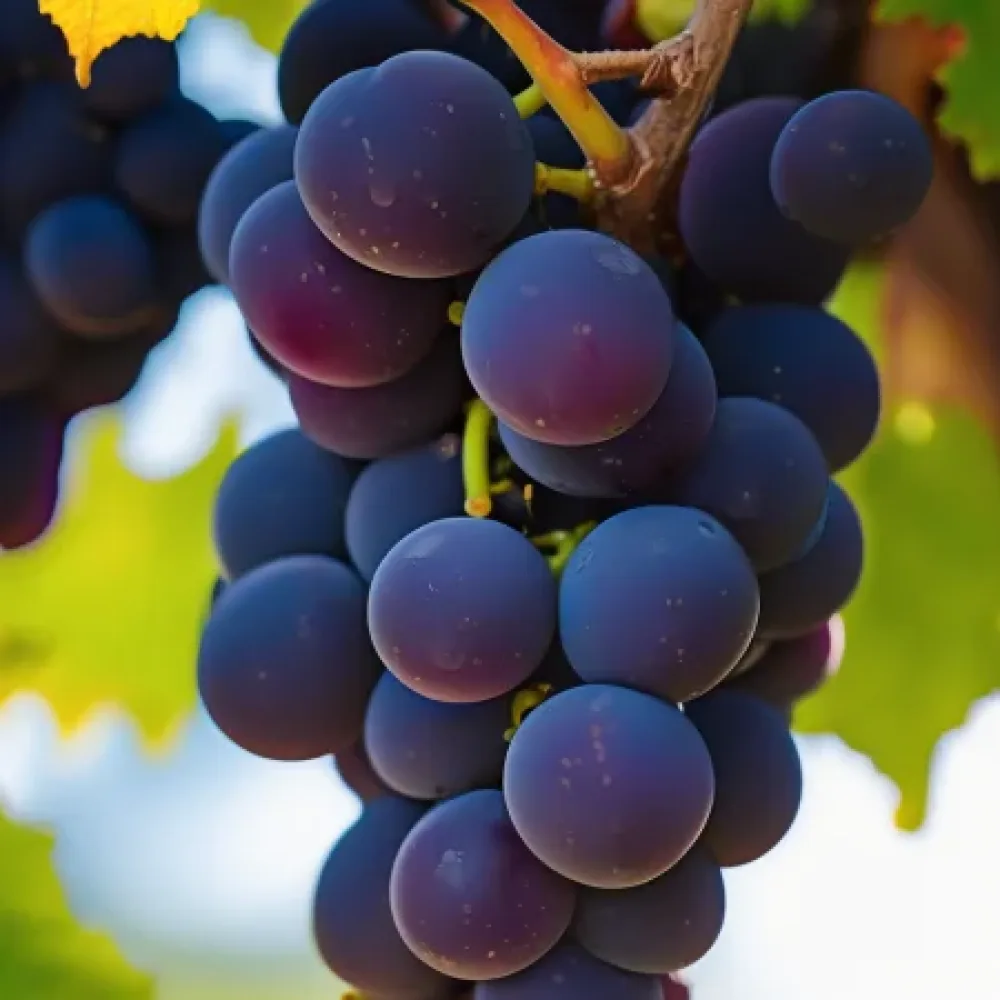 Szőlőtőke Pinot noir, vörös borszőlő - korai érésű