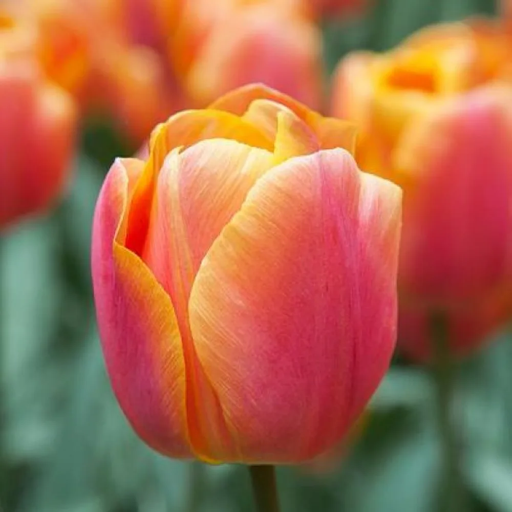 Tulipán Jimmy (narancssárga)