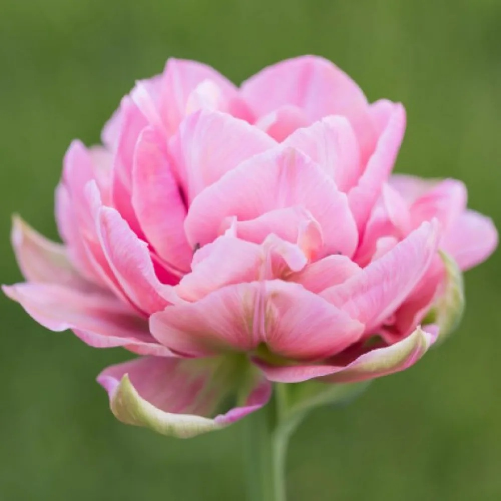 Tulipán Aveyron