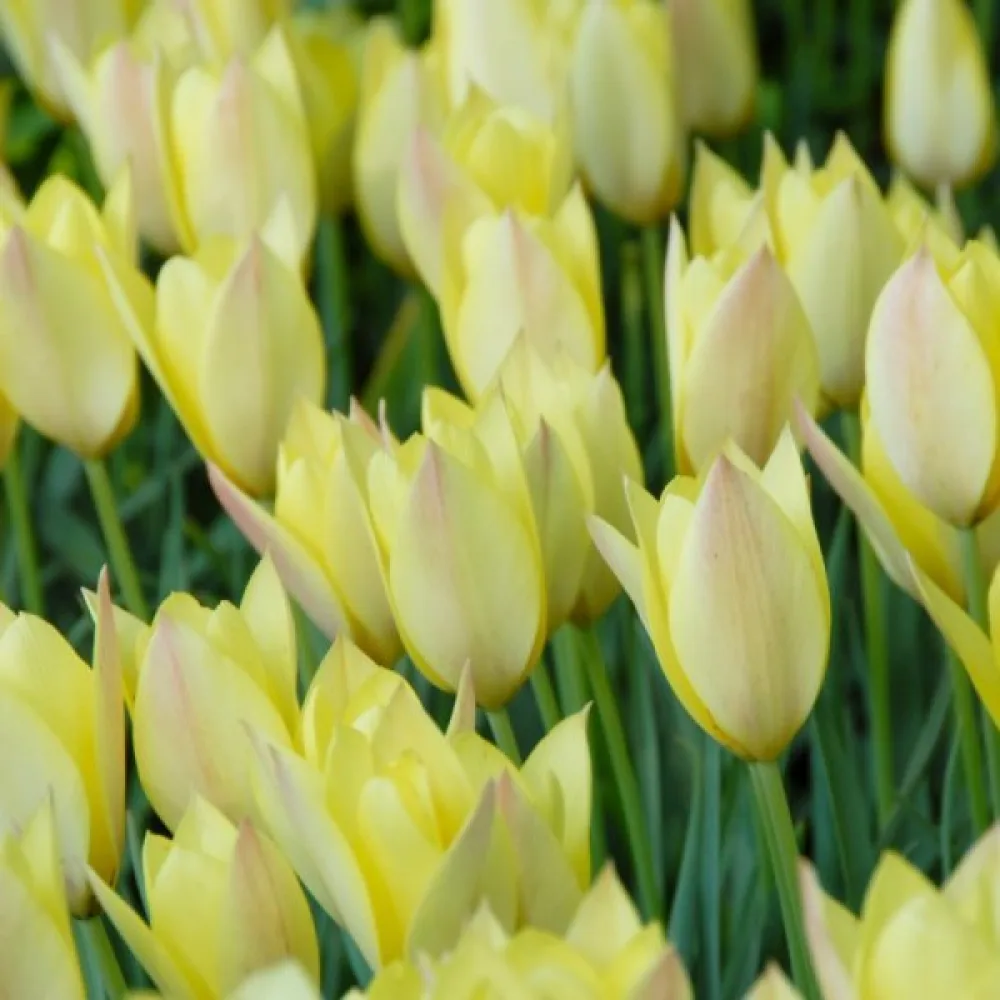 Tulipán Honky Tonk (sárga)