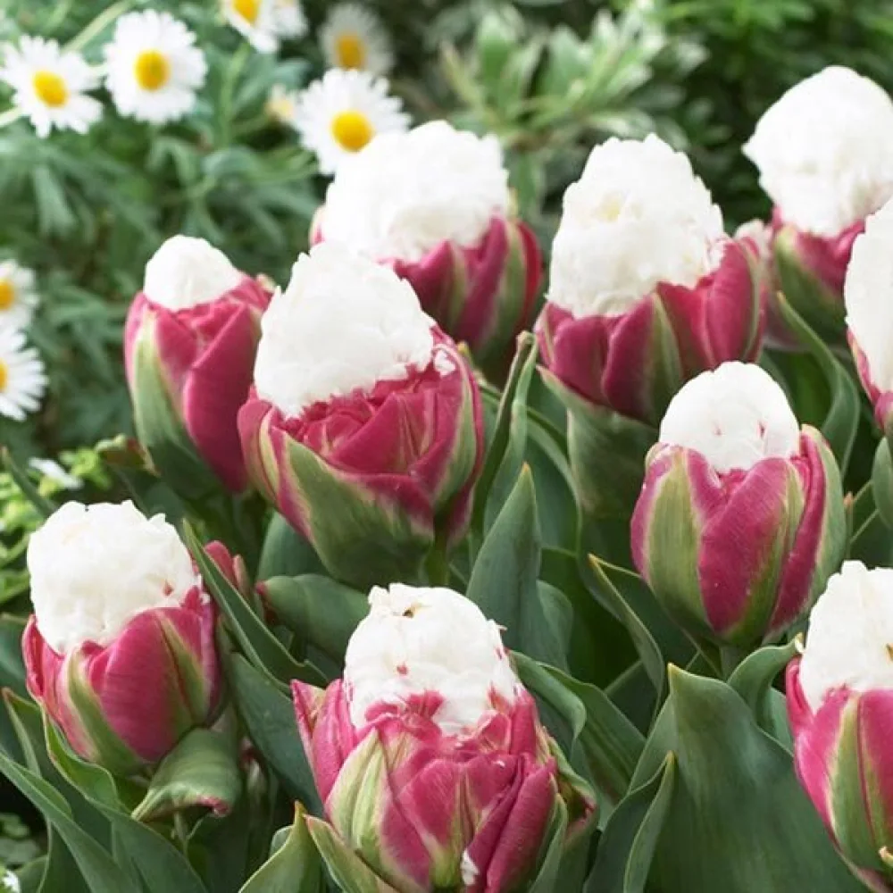 Tulipán Ice cream (rózsaszín)