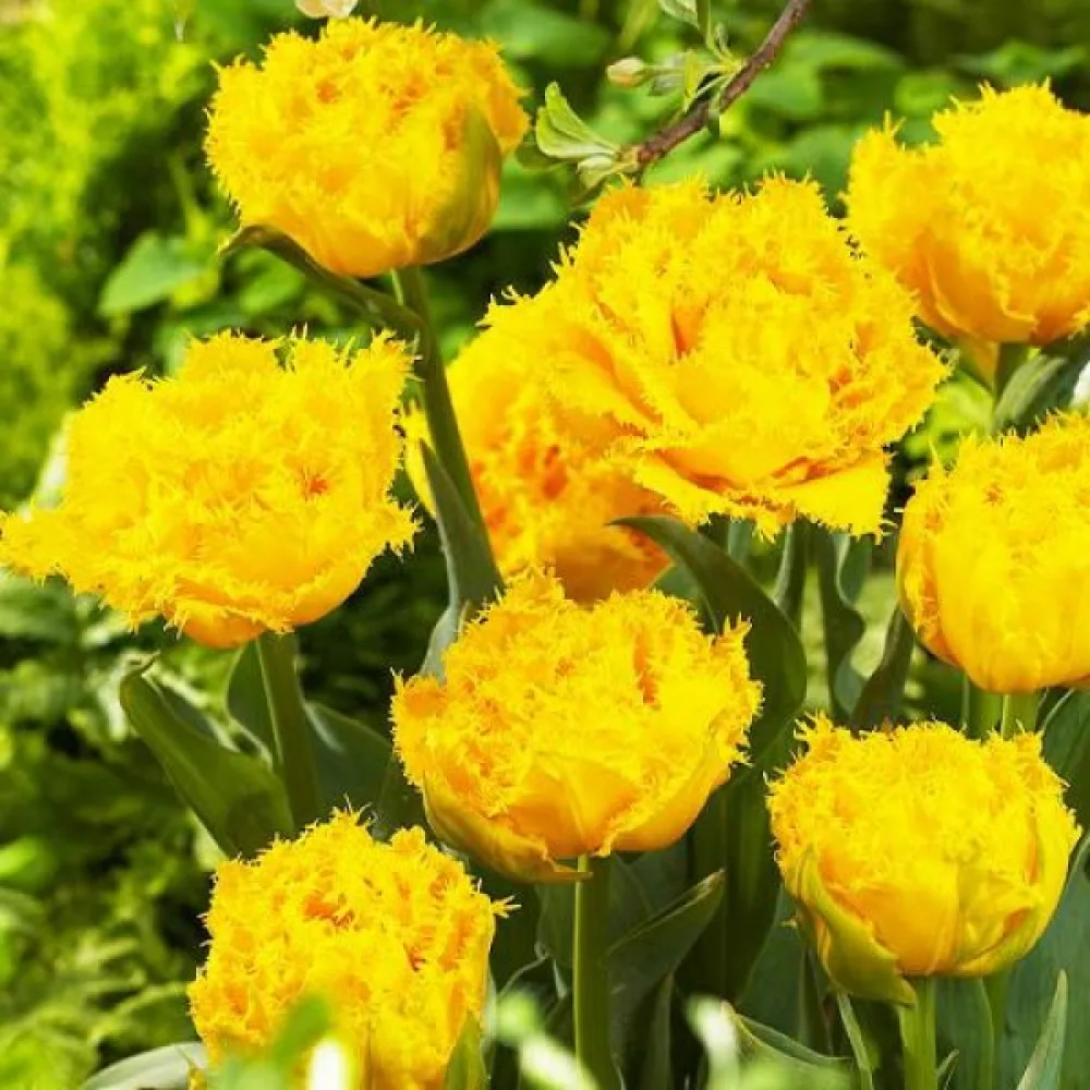 Tulipán Mon Amour (krémszínű)