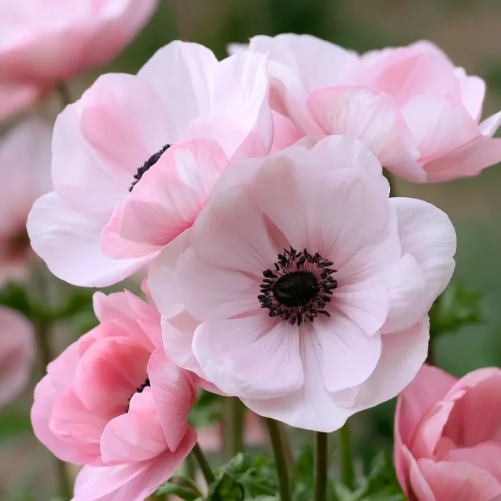 Anemóna Mistral Rosa Chiaro (rózsaszín)