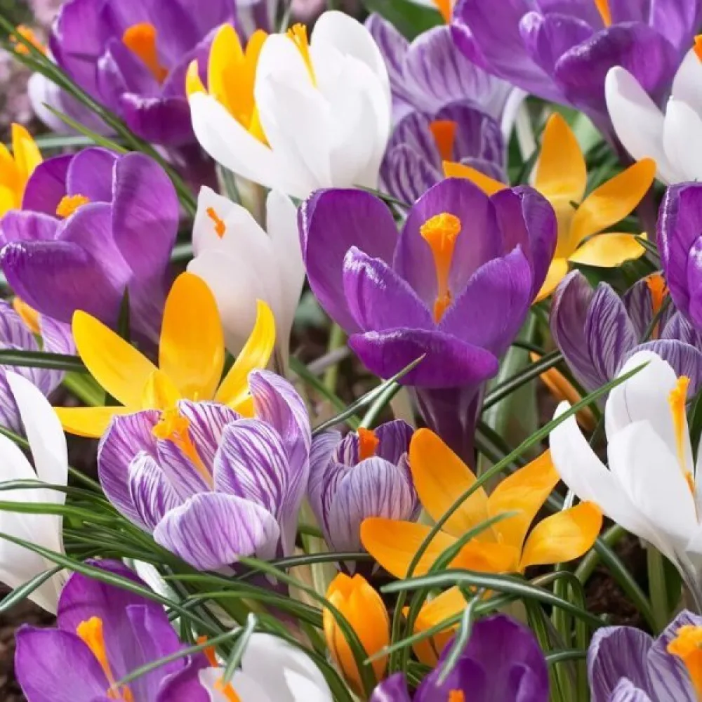 Krókusz large flowering mix (nagy virágú keverék)