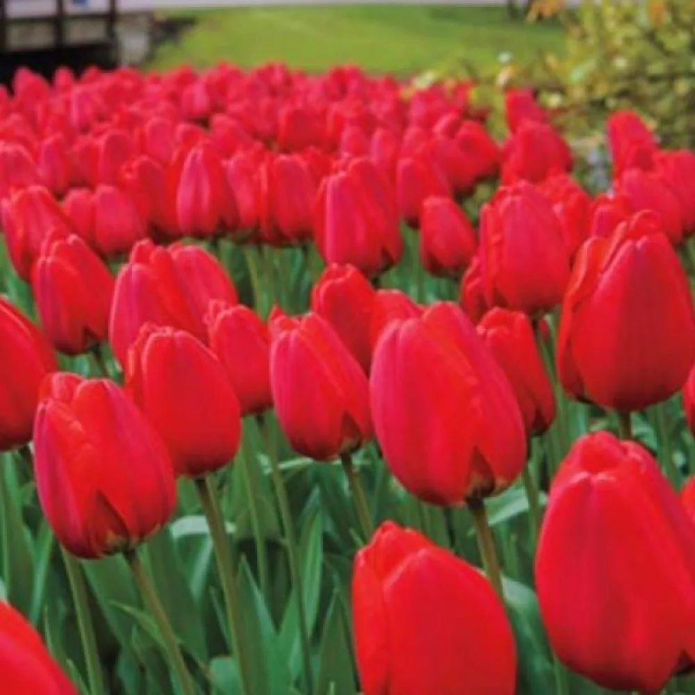 Tulipán Parade (piros)