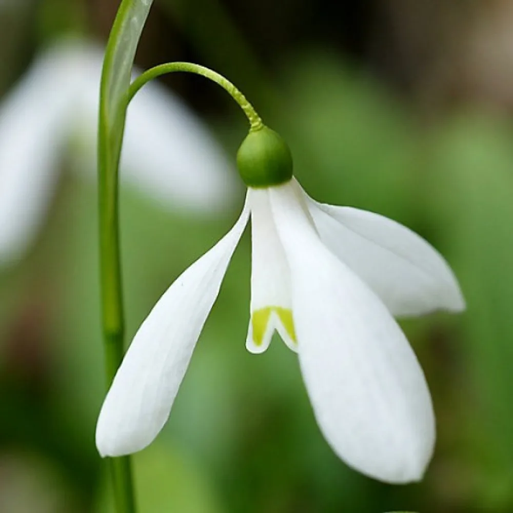 Hóvirág Woronowii (fehér)