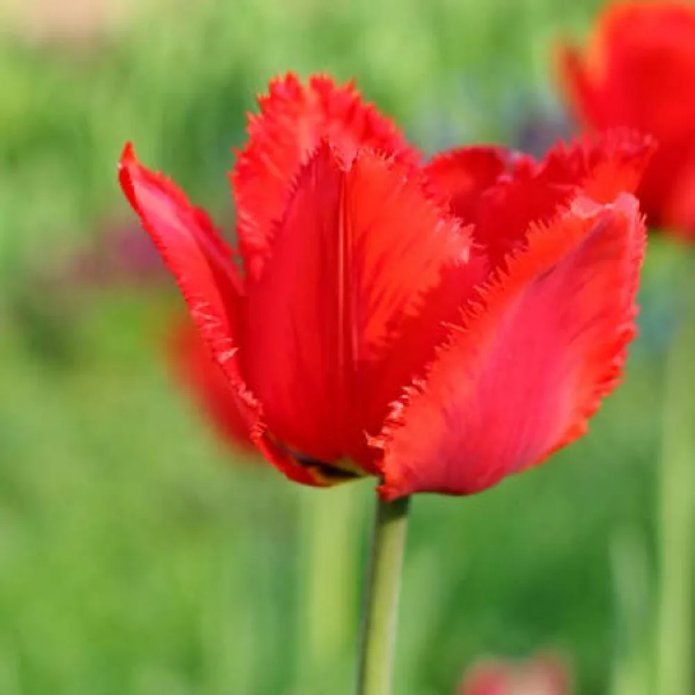 Tulipán Crystal beauty