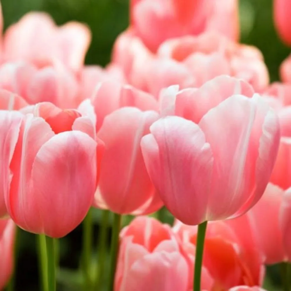 Tulipán Menton (rózsaszín)