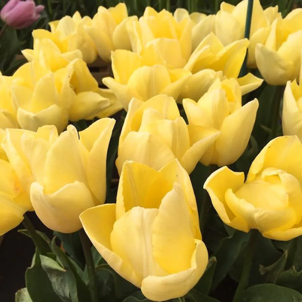 Tulipán Sunny prince