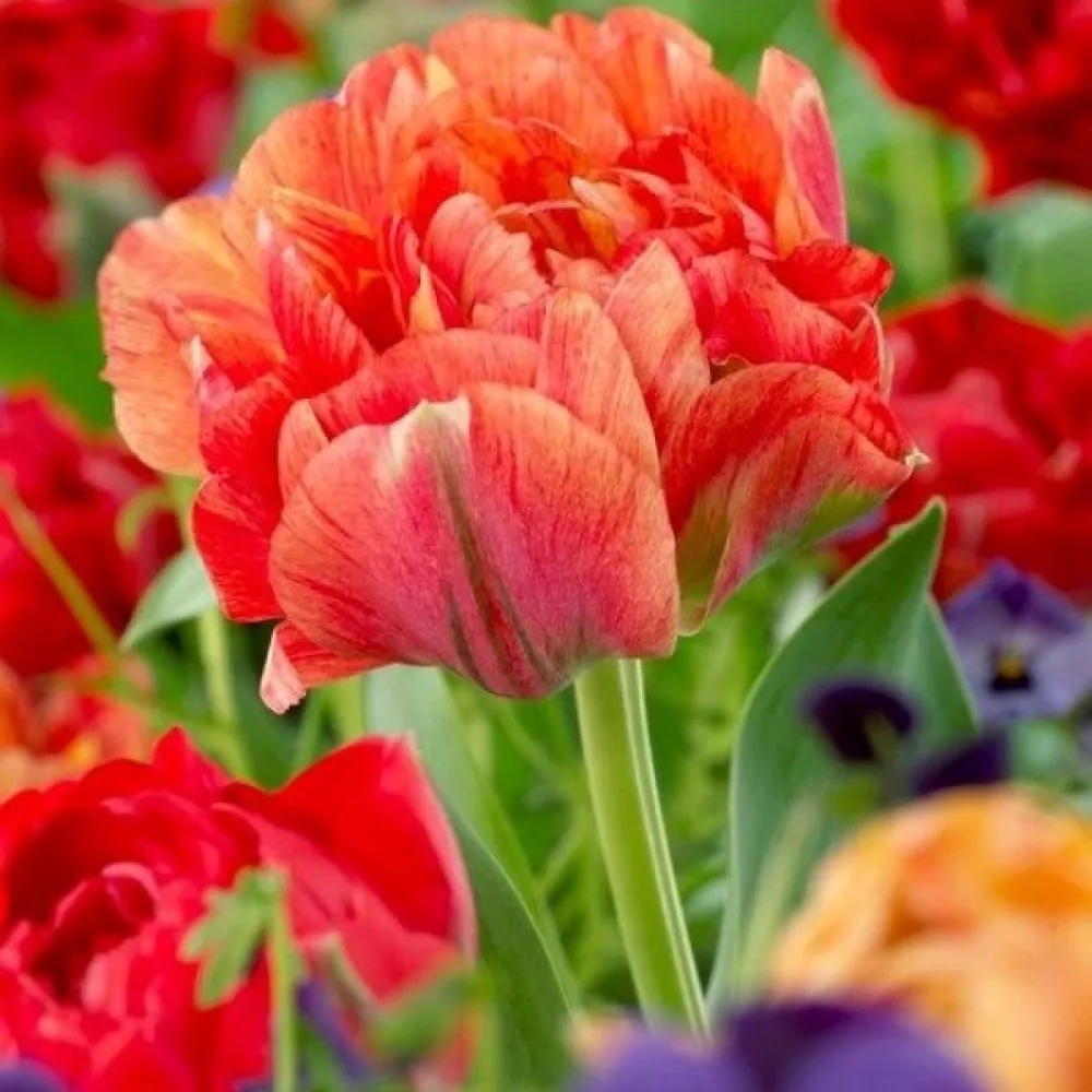 Tulipán Gudoshnik Double (barackszínű)