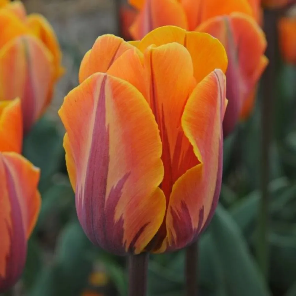 Tulipán Prinses Irene