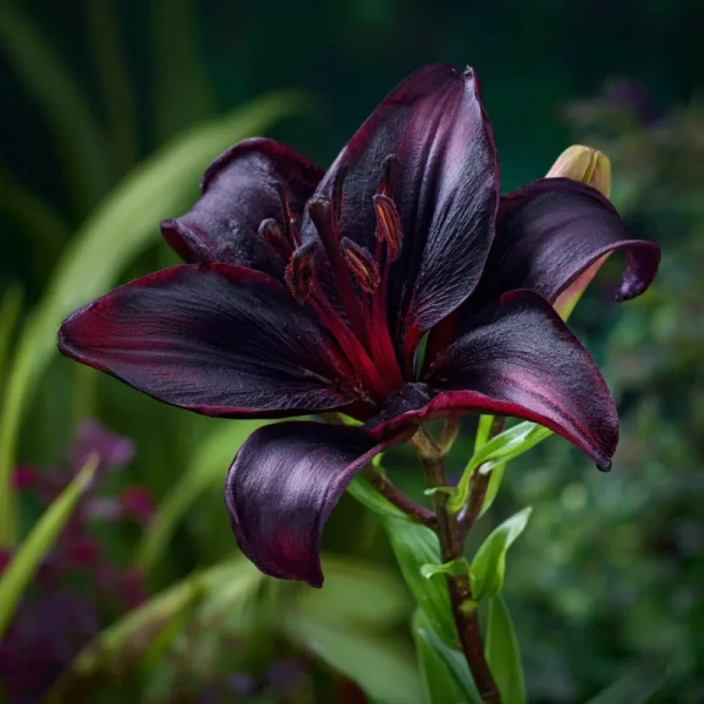 Liliom Blacklist