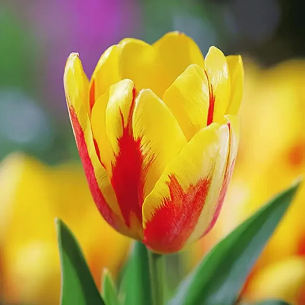 Tulipán Giuseppe Verdi (sárga)