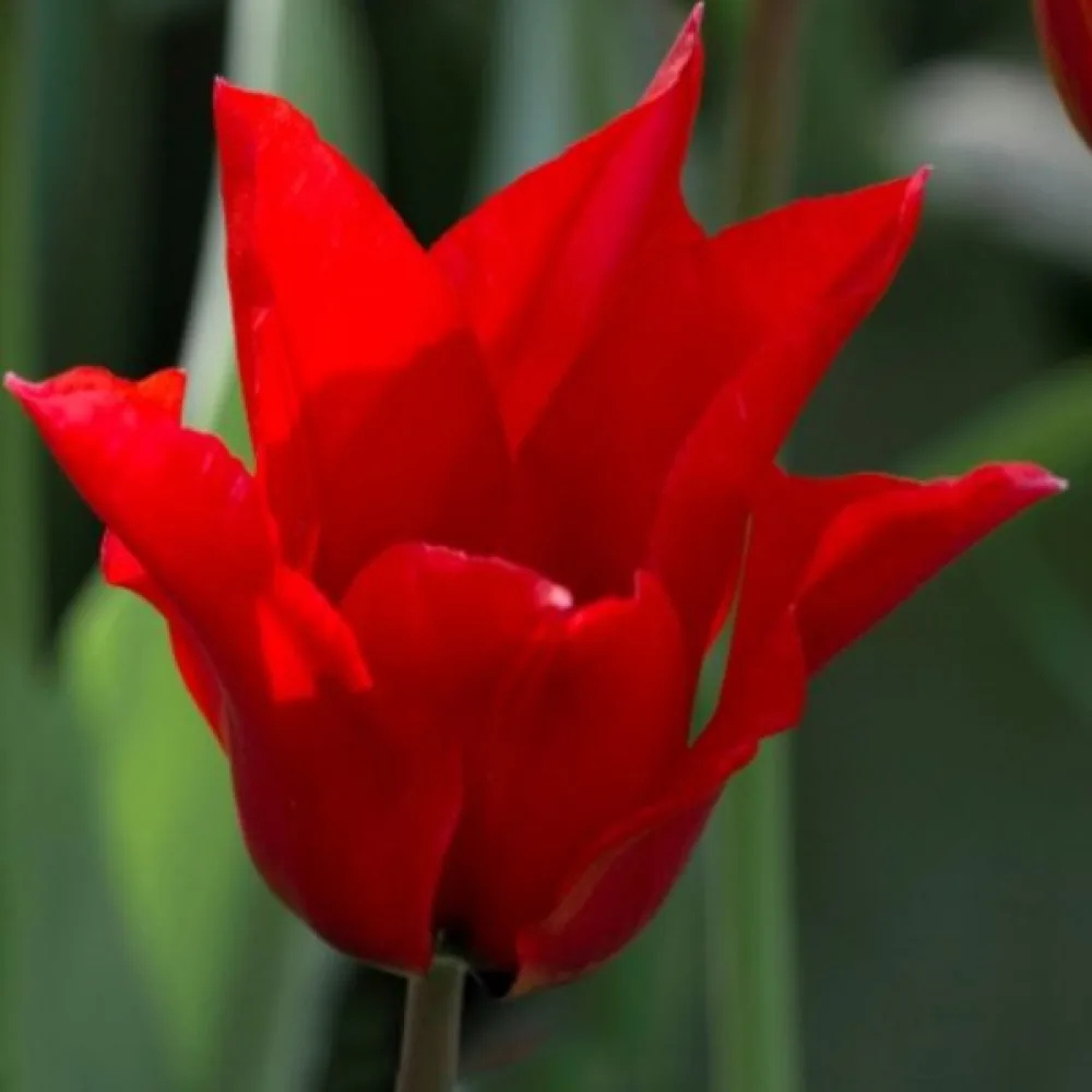 Tulipán Pretty woman (piros)